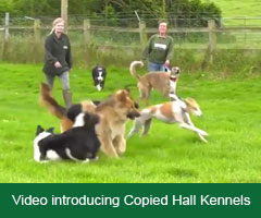 Introduction to Copied Hall Kennels