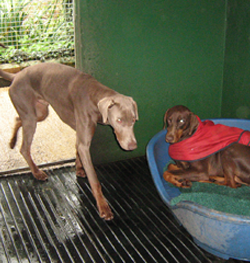 Shared Kennels