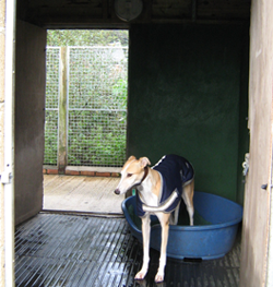 Inside of Individual Kennels