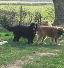Dogs out playing!