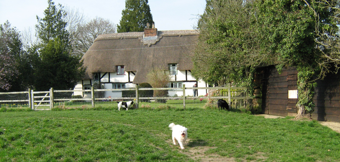 Free Range Dog Kennels, Hampshire