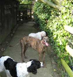 Dogs in yard