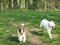 Chase me!