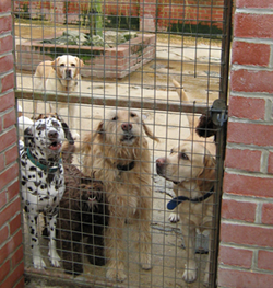 Waiting for Walk
