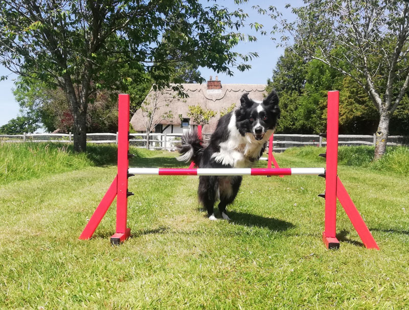 Eddie jumping - Play time at Copied Hall Dog Kennels