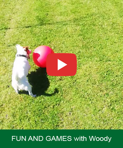 FUN AND GAMES - Woody loves the boomer ball at Copied Hall Kennels