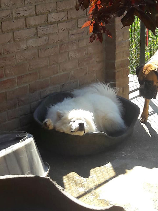 Home comforts at Copied Hall Dog Kennels