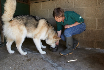 Feeding time at Copied Hall Kennels