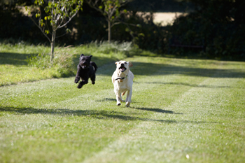 Copied Hall Kennels