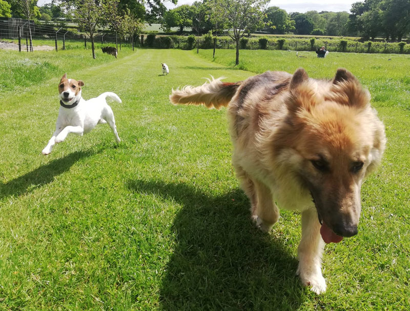 Sally and Digby - Walk time at Copied Hall Dog Kennels