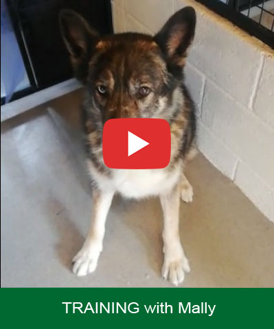 TRAINING - Mally gives his full attention at Copied Hall Kennels